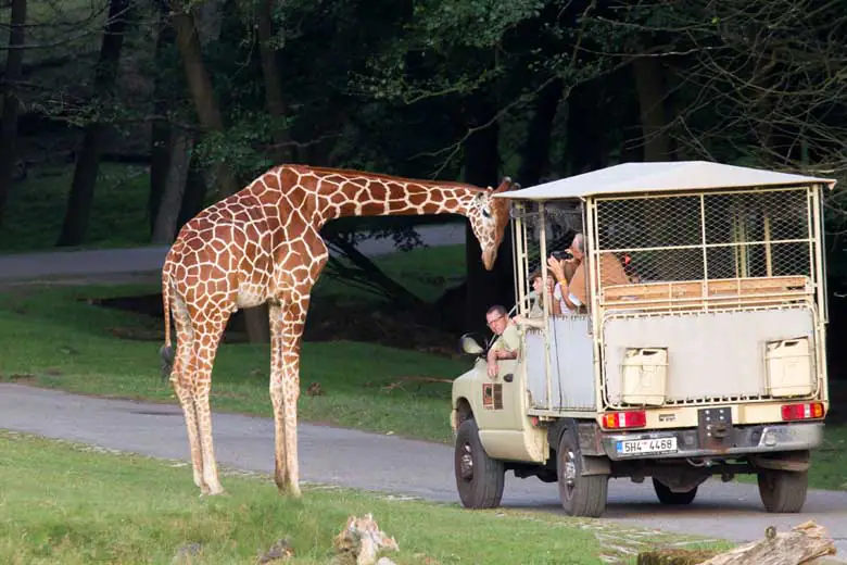 Safari zoo Dvur Kralove.
